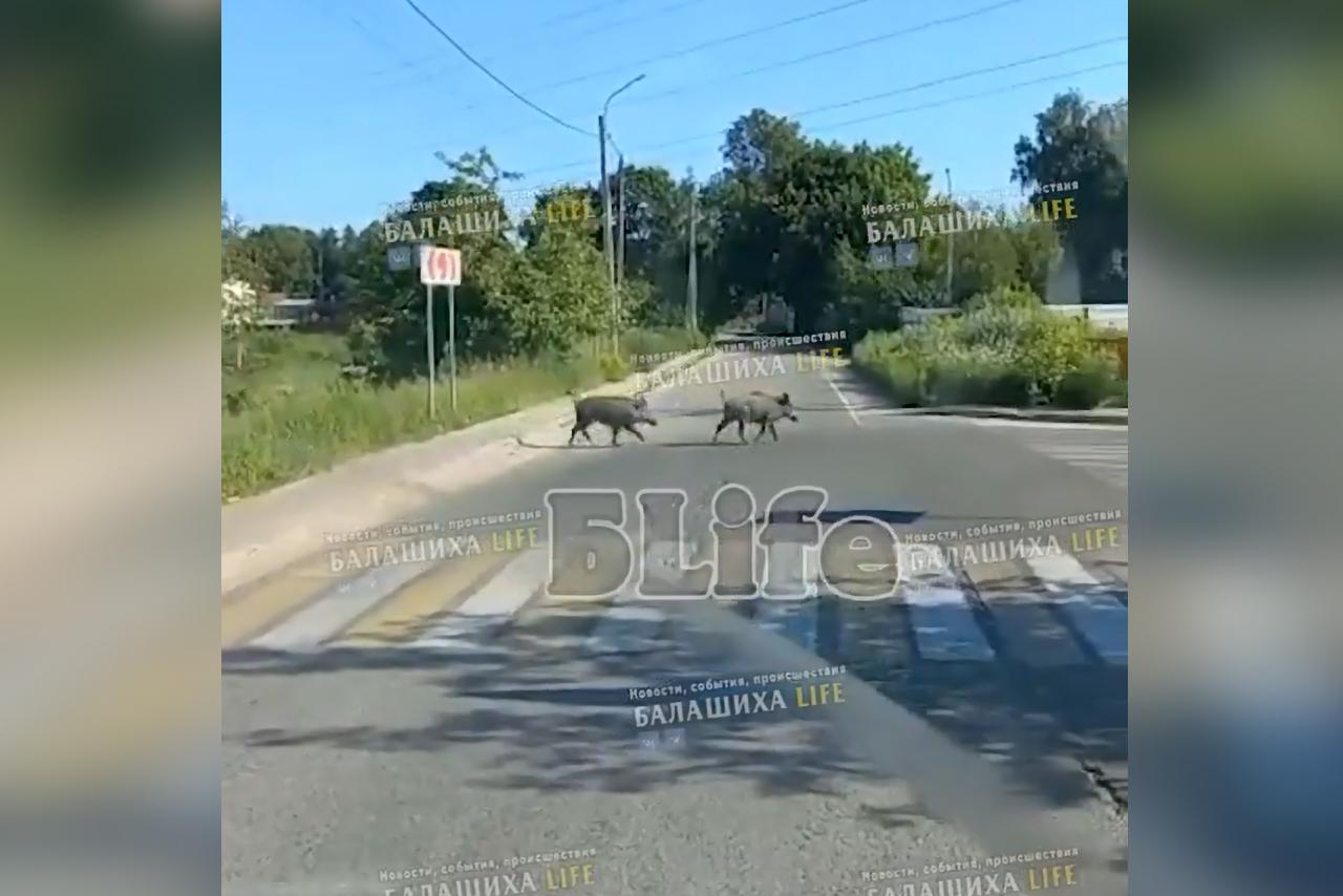Кабаны пробежались рядом с пешеходным переходом в Подмосковье и попали на видео