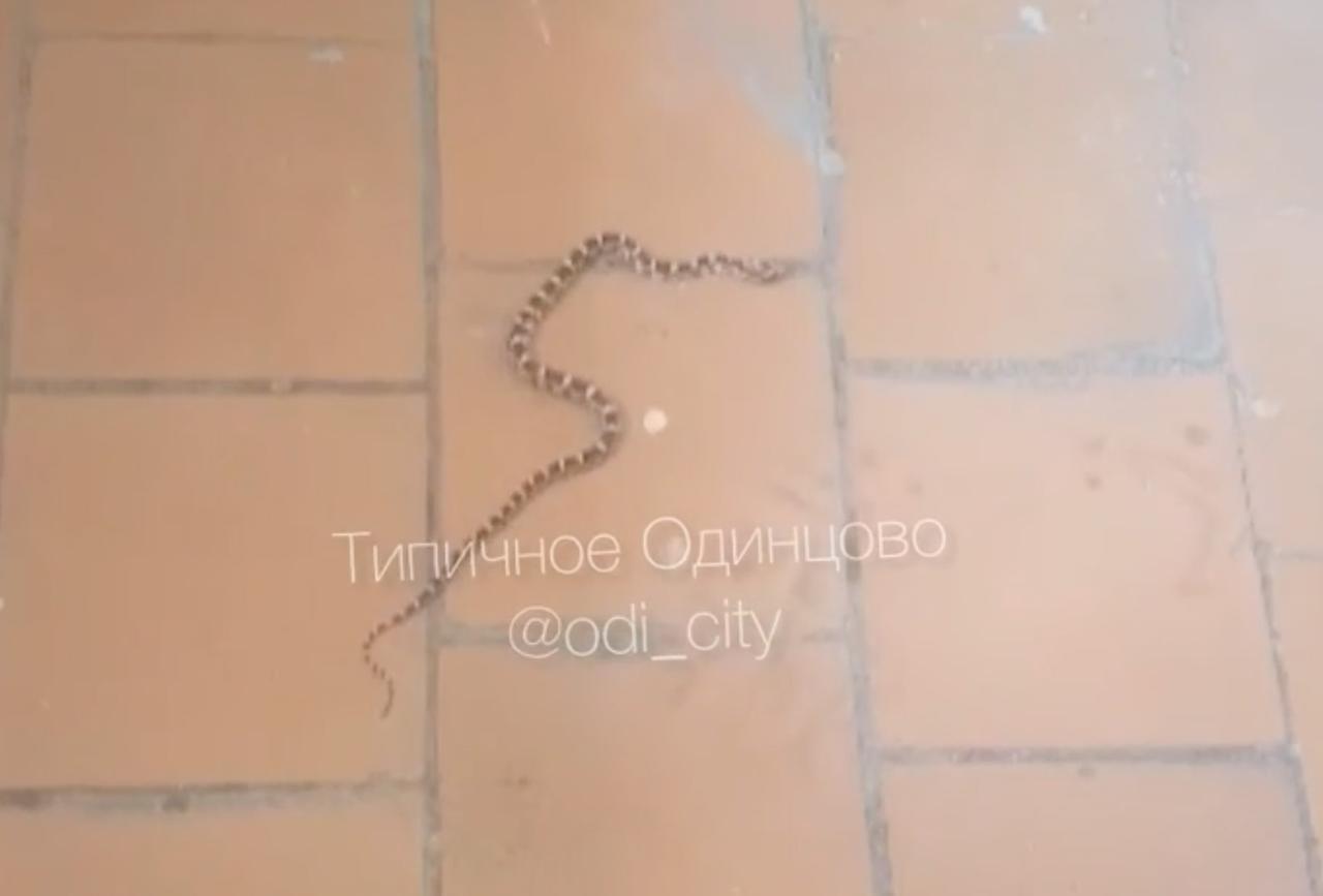 Змея в подъезде подмосковной многоэтажки попала на видео