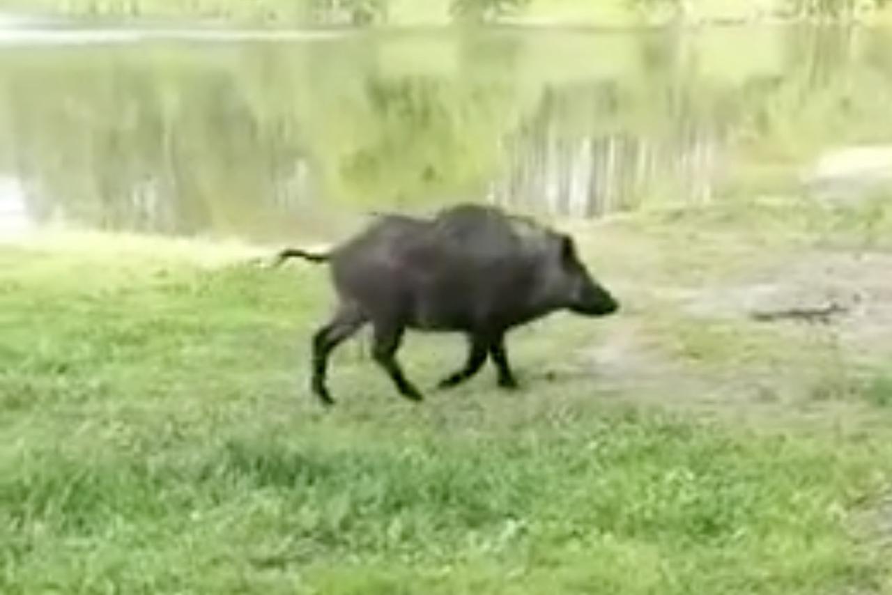 Кабан вышел к отдыхающим жителям Подмосковья и попал на видео