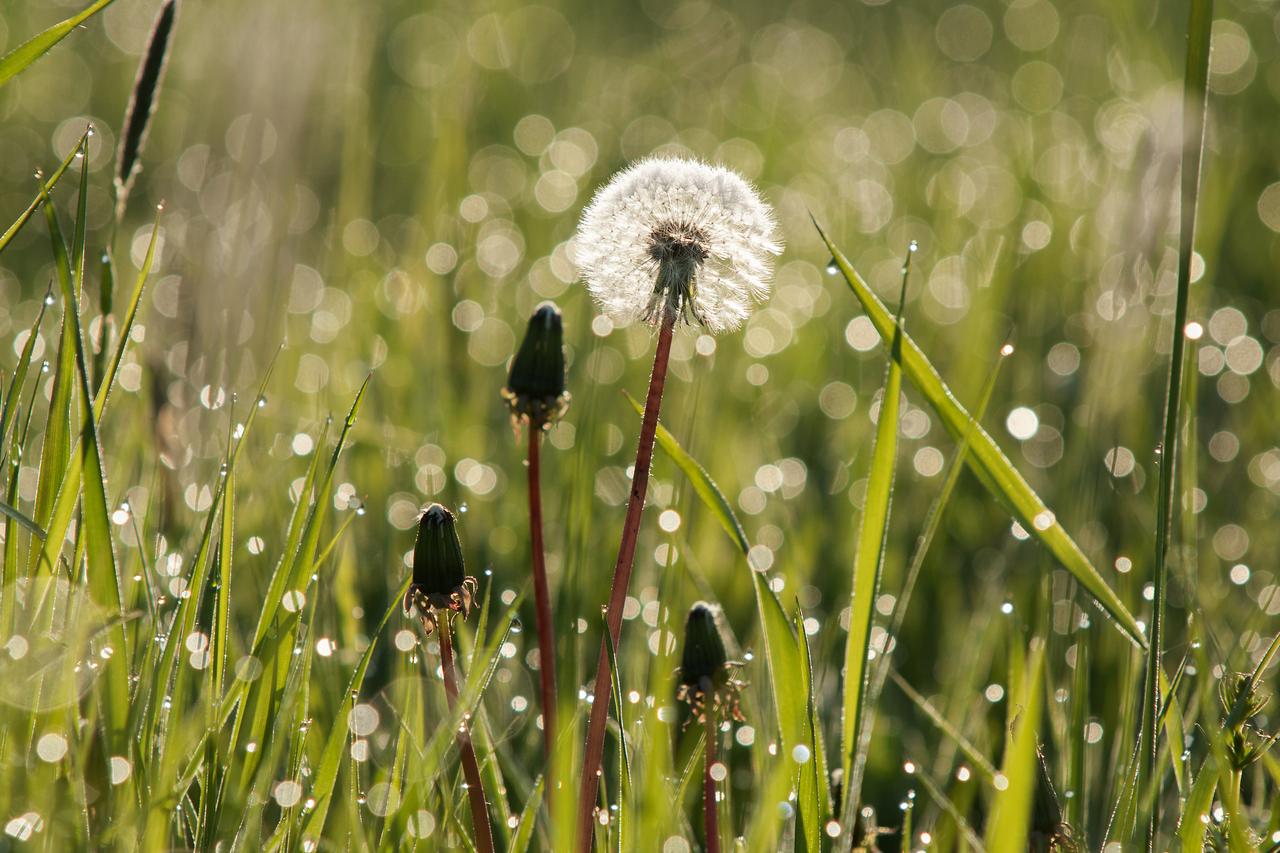 Доктор Мясников посоветовал есть одуванчики
