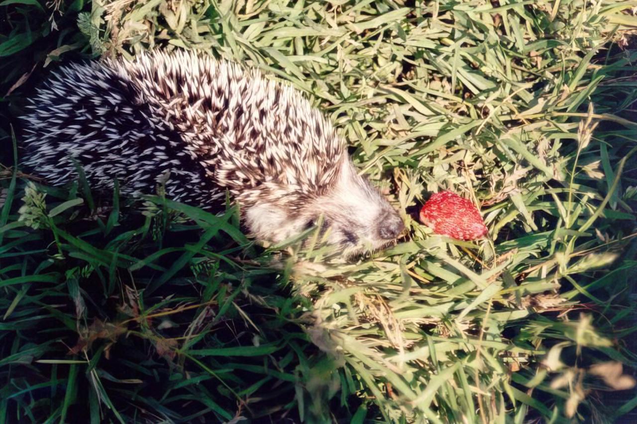 Раскрыта опасность контакта человека с дикими ежами