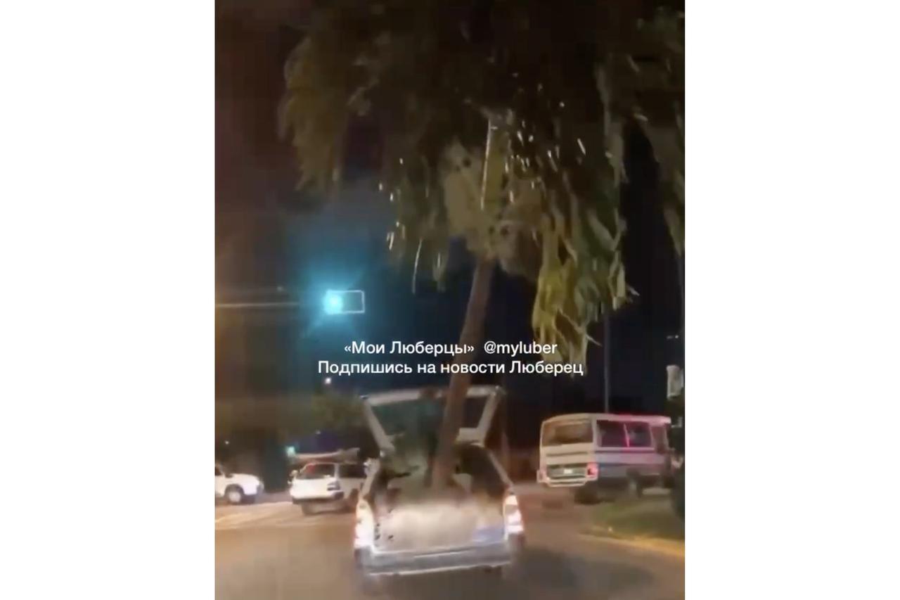 Житель Подмосковья провез высокую пальму в багажнике авто и попал на видео