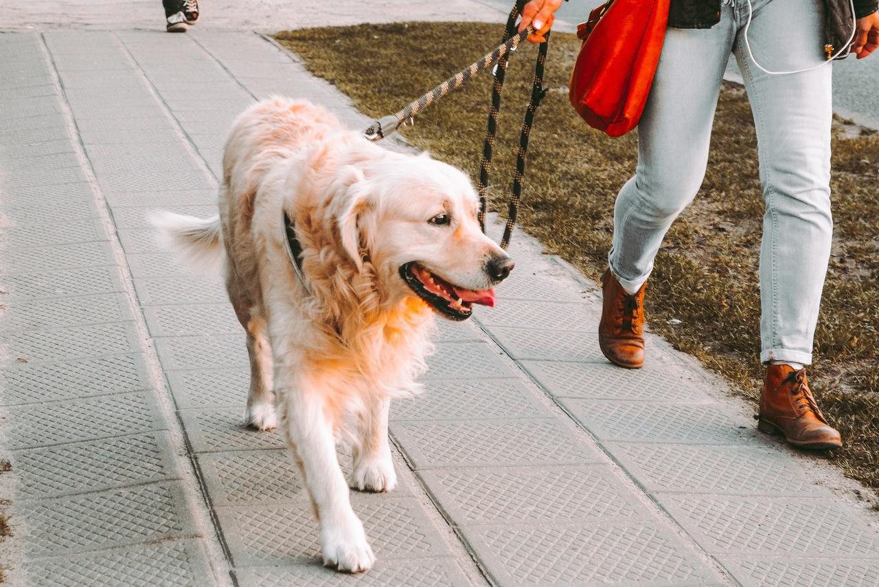 Москвичка разоблачила недобросовестных наемных выгульщиков собак