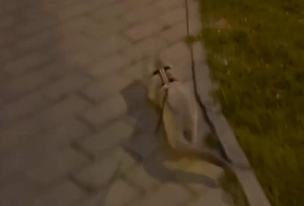 Домашняя норка показала «танец живота» на столичной улице и попала на видео