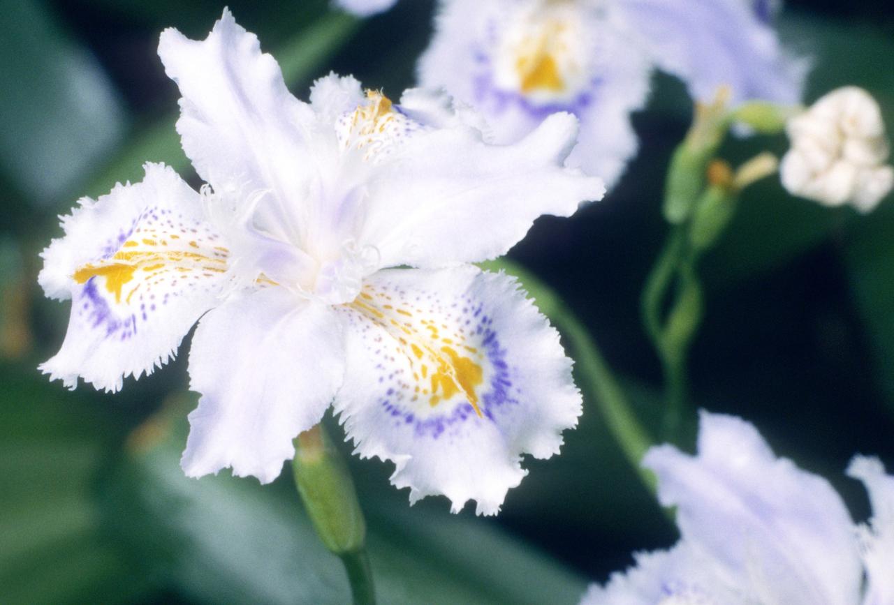 Директор Аптекарского огорода сообщил точные даты цветения японских ирисов