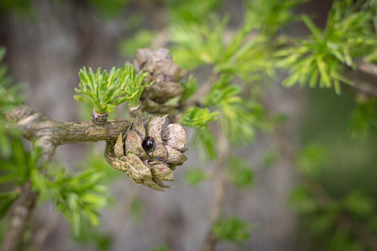 Развеян миф о самой старой лиственнице Аптекарского огорода