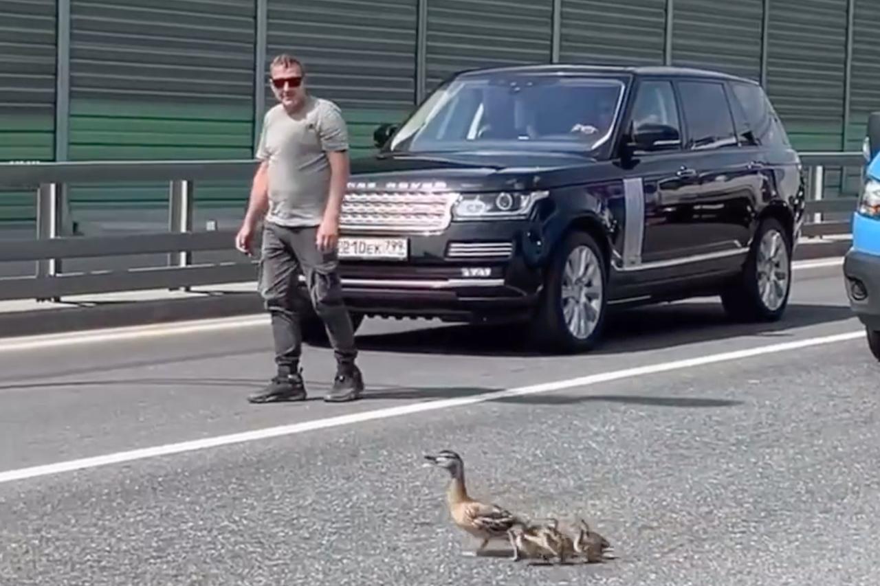 Операция по помощи утятам на оживленном шоссе в Москве попала на видео