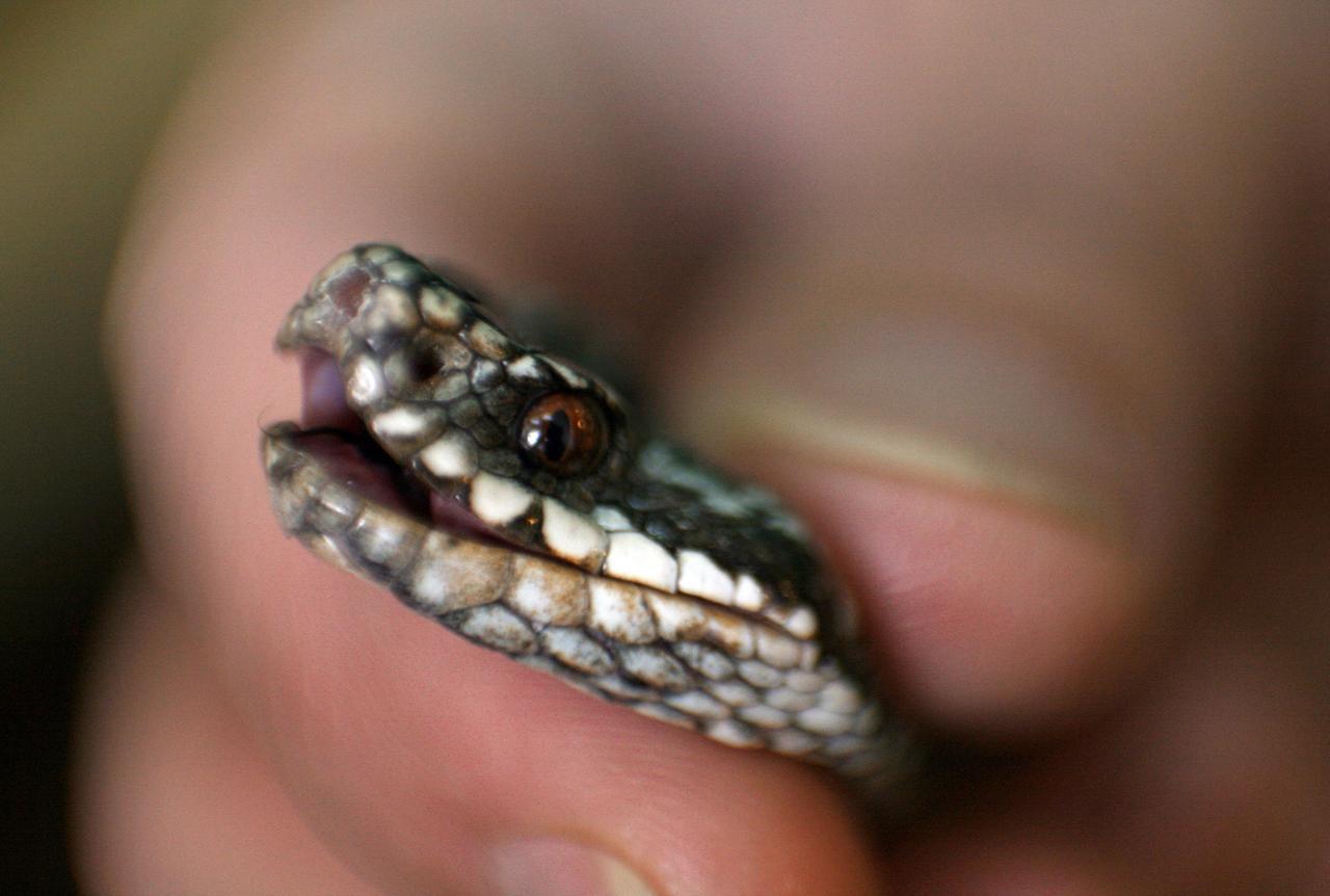 Москвичам объяснили нашествие змей