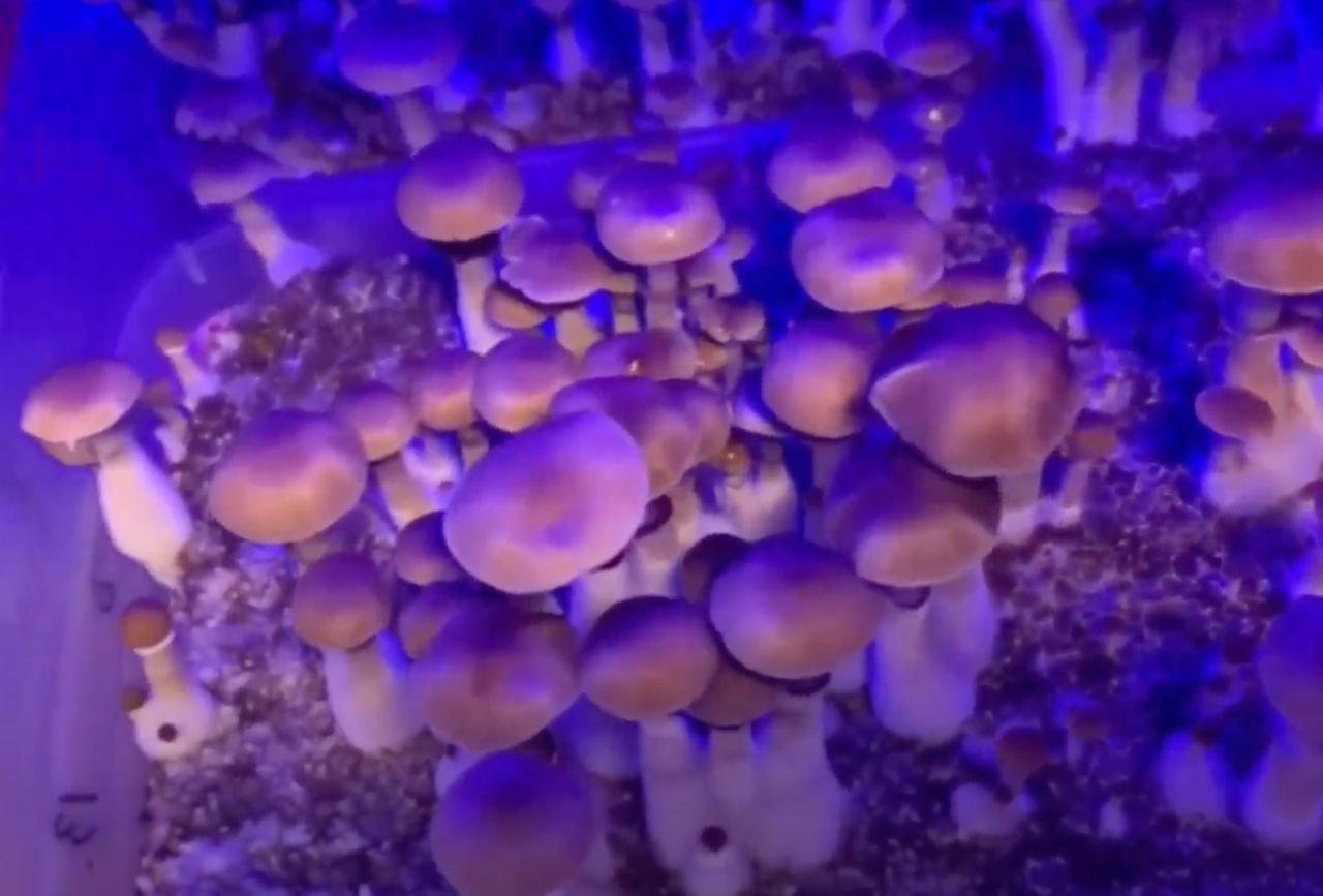 Москвич устроил грибную наркоплантацию в шкафах в съемной квартире