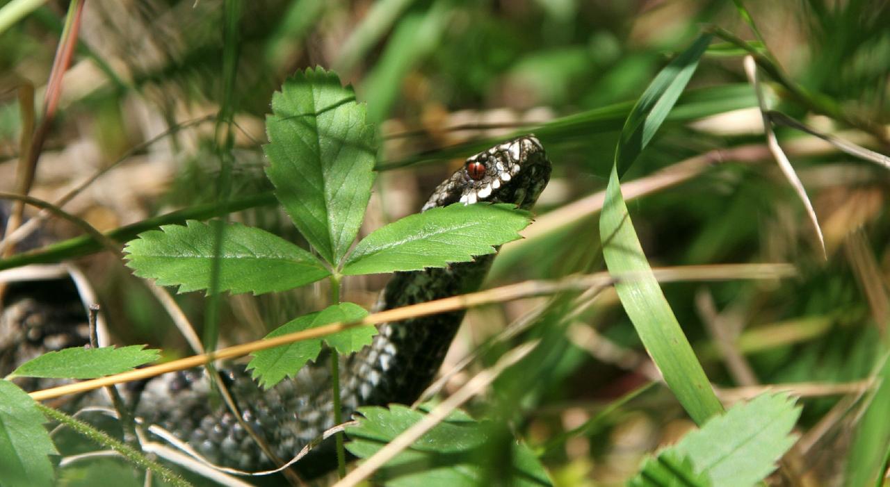 Россиянам перечислили порядок действий при укусе гадюки