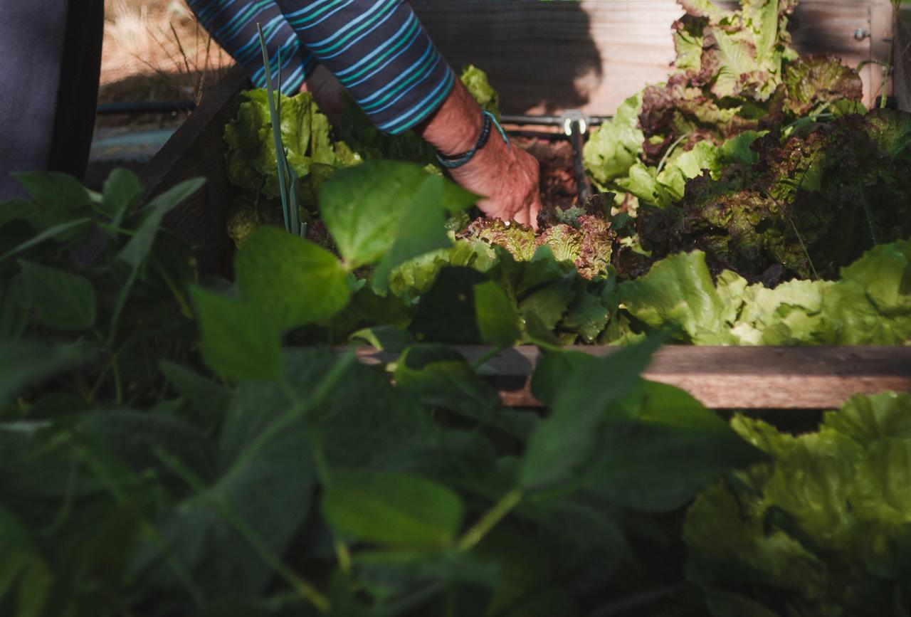 Определены самые опасные растения на даче