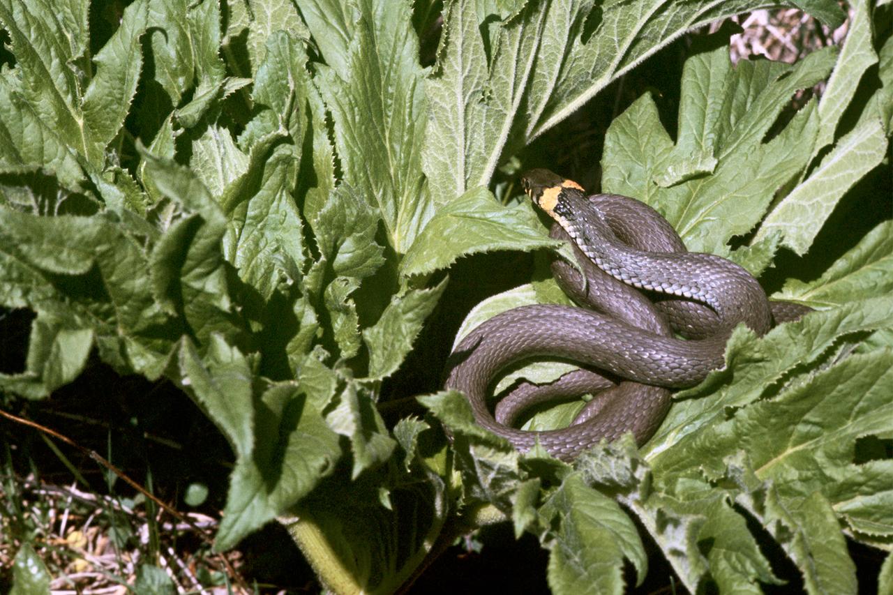 Названы способы уберечь дом от змей