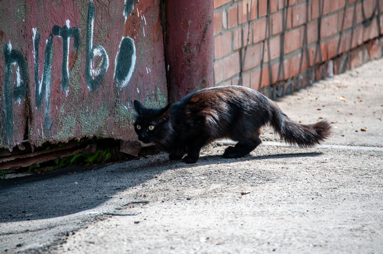 Массовые смерти кошек на улицах шокировали москвичей