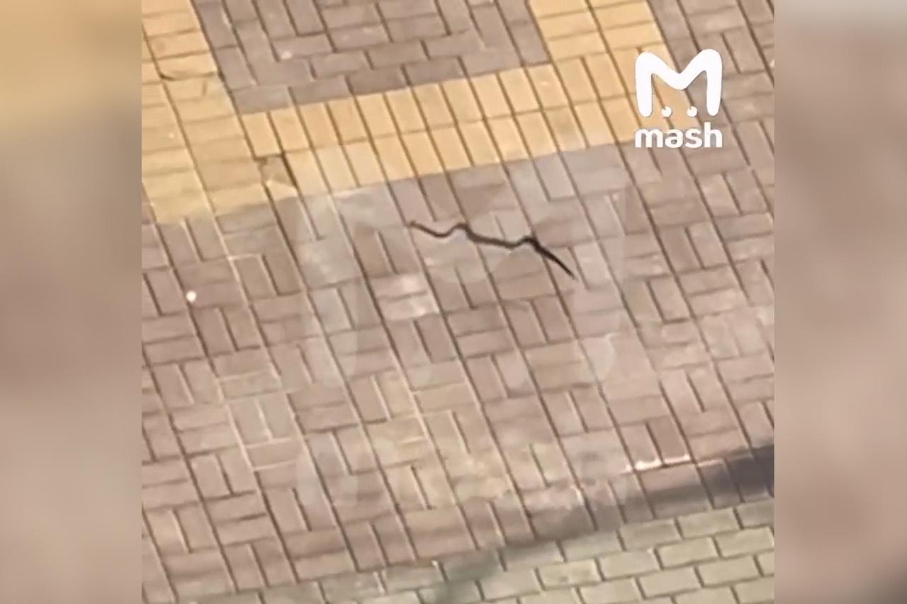 Змея во дворе подмосковного ЖК попала на видео