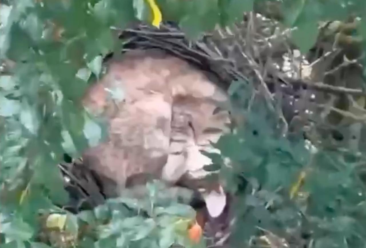 Уснувший в птичьем гнезде кот в Подмосковье попал на видео