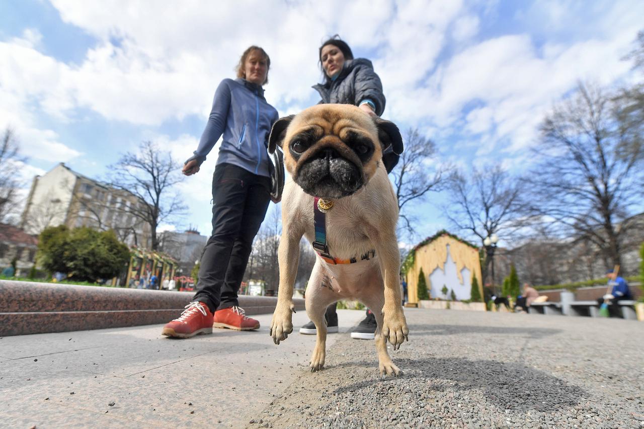 Составлен топ самых популярных кличек московских собак