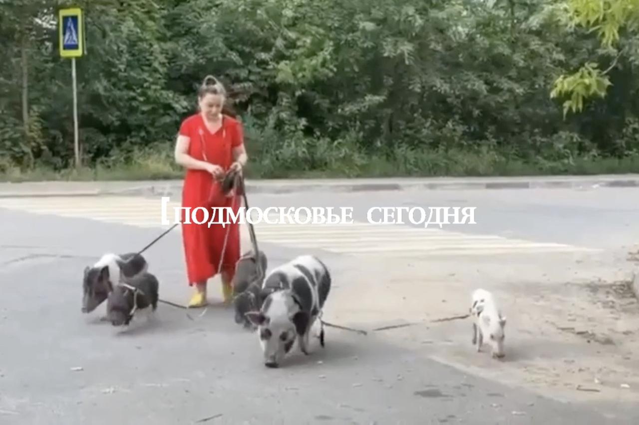 Жительница Подмосковья выгуляла полдюжины свиней и попала на видео