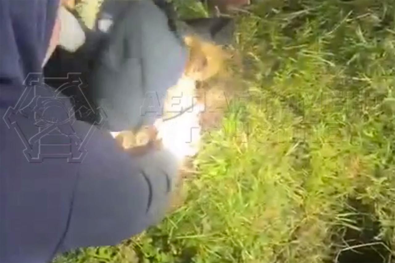 Операция по спасению щенка на юго-востоке Москвы попала на видео