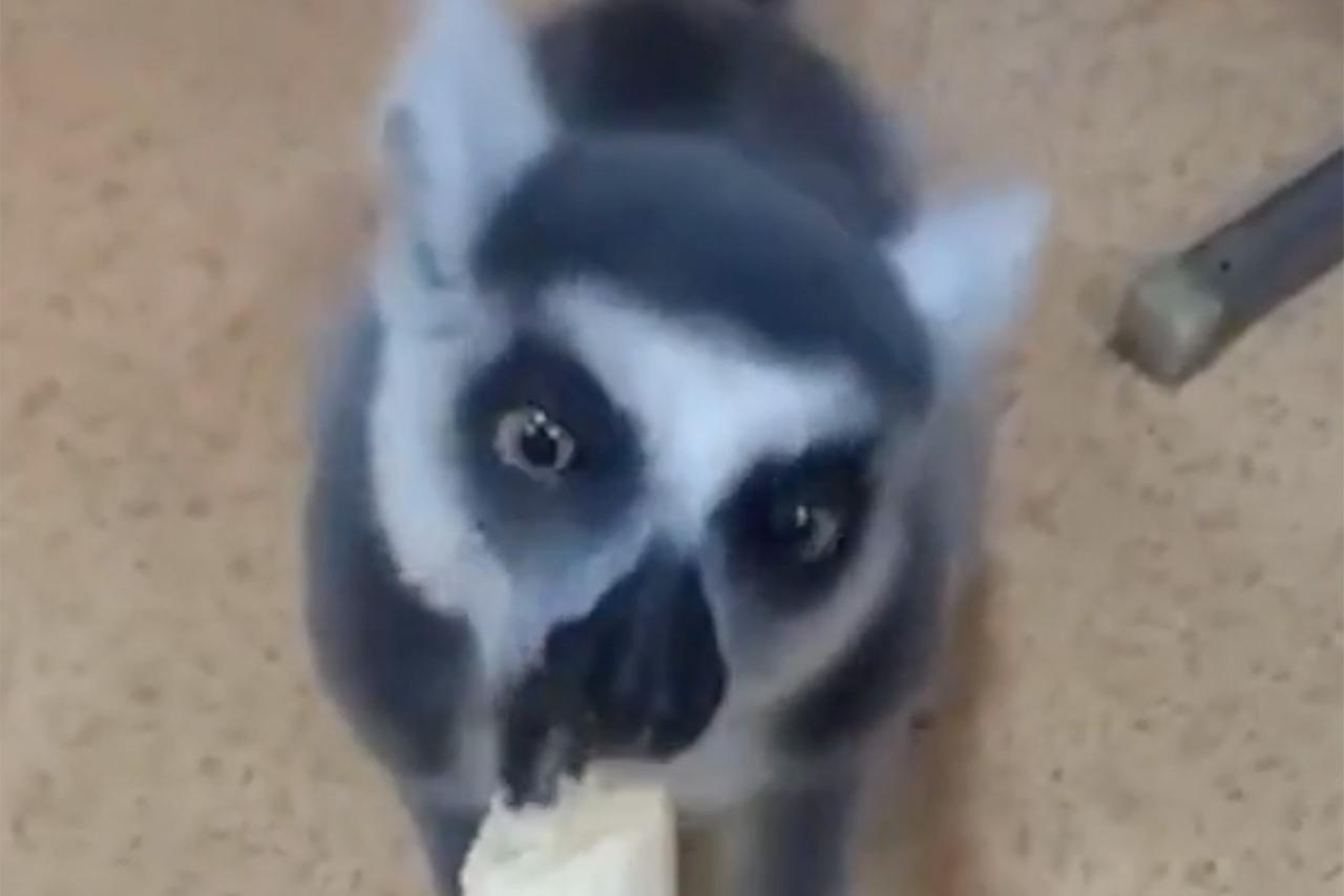 Росгвардейцы пресекли хулиганство лемура на юге Москвы