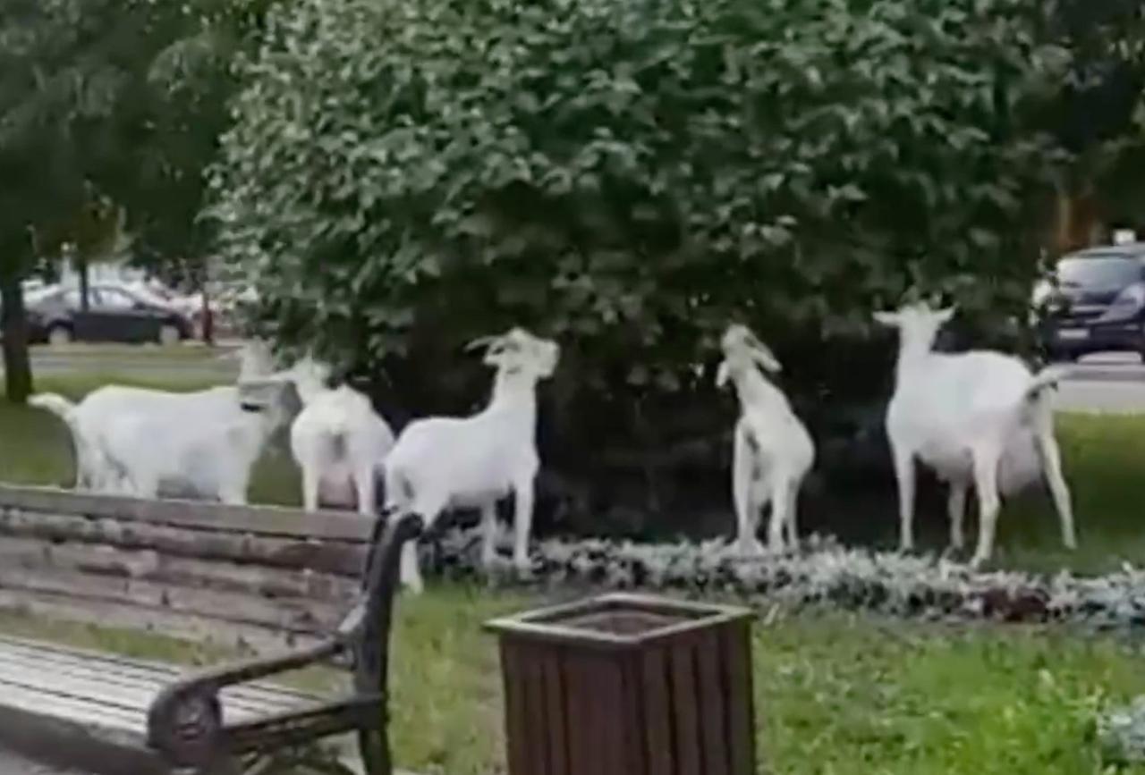 Стадо «побирающихся» коз на московской улице возмутило пользователей сети