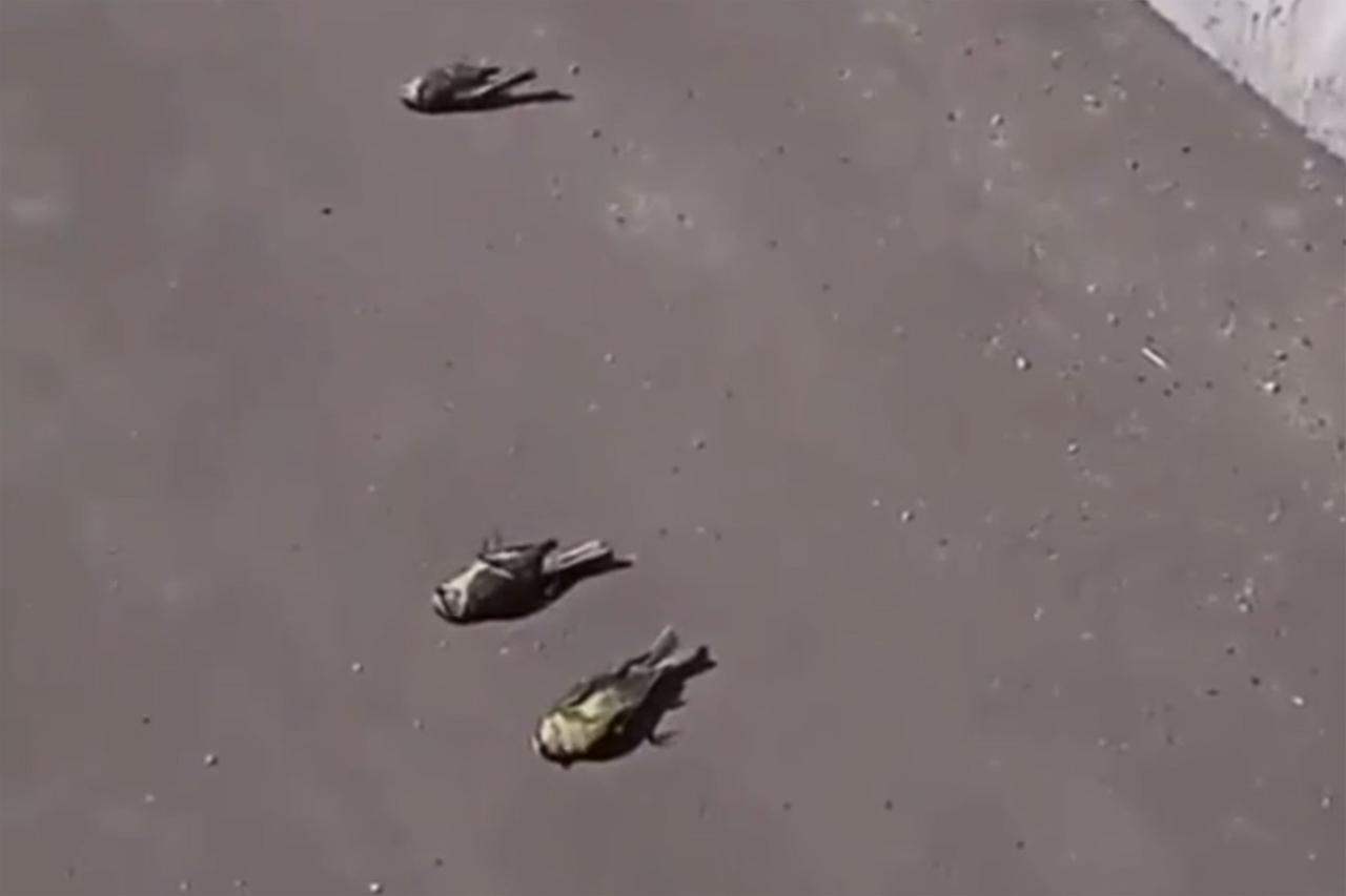 Разбившиеся о шумозащитные экраны птицы в Подмосковье попали на видео