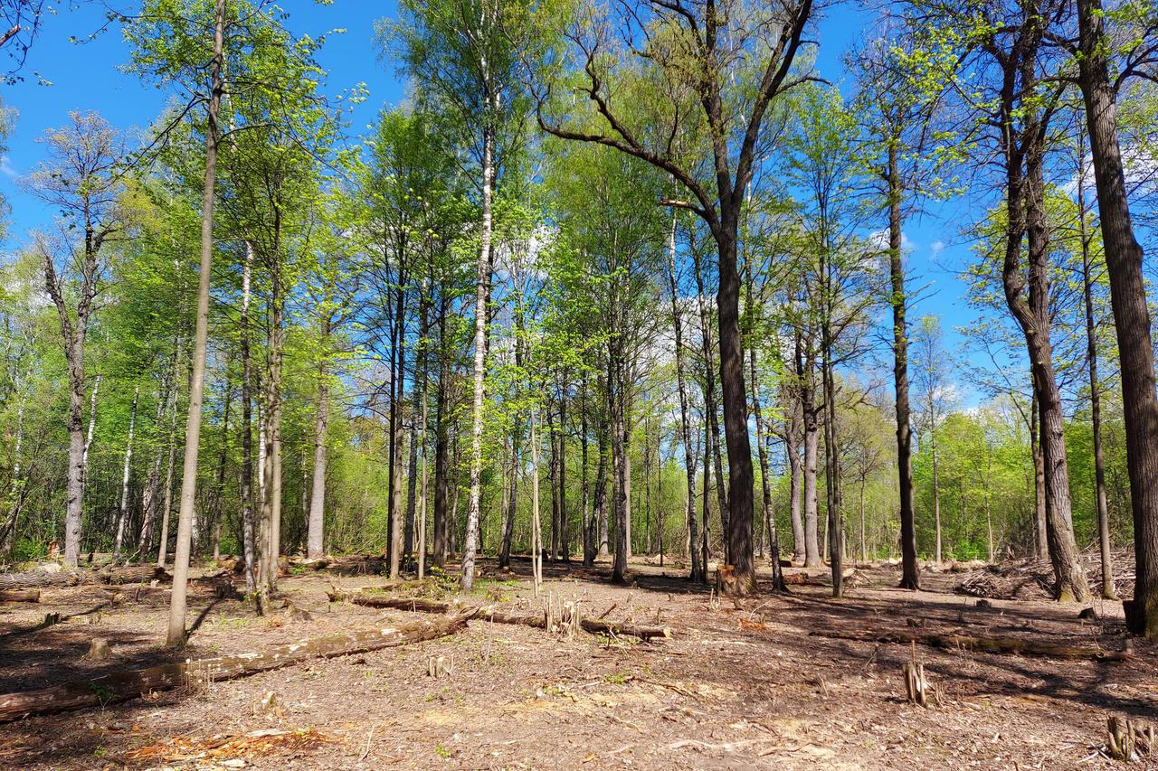 В Главном Ботаническом саду Москвы высадят сотни молодых дубов