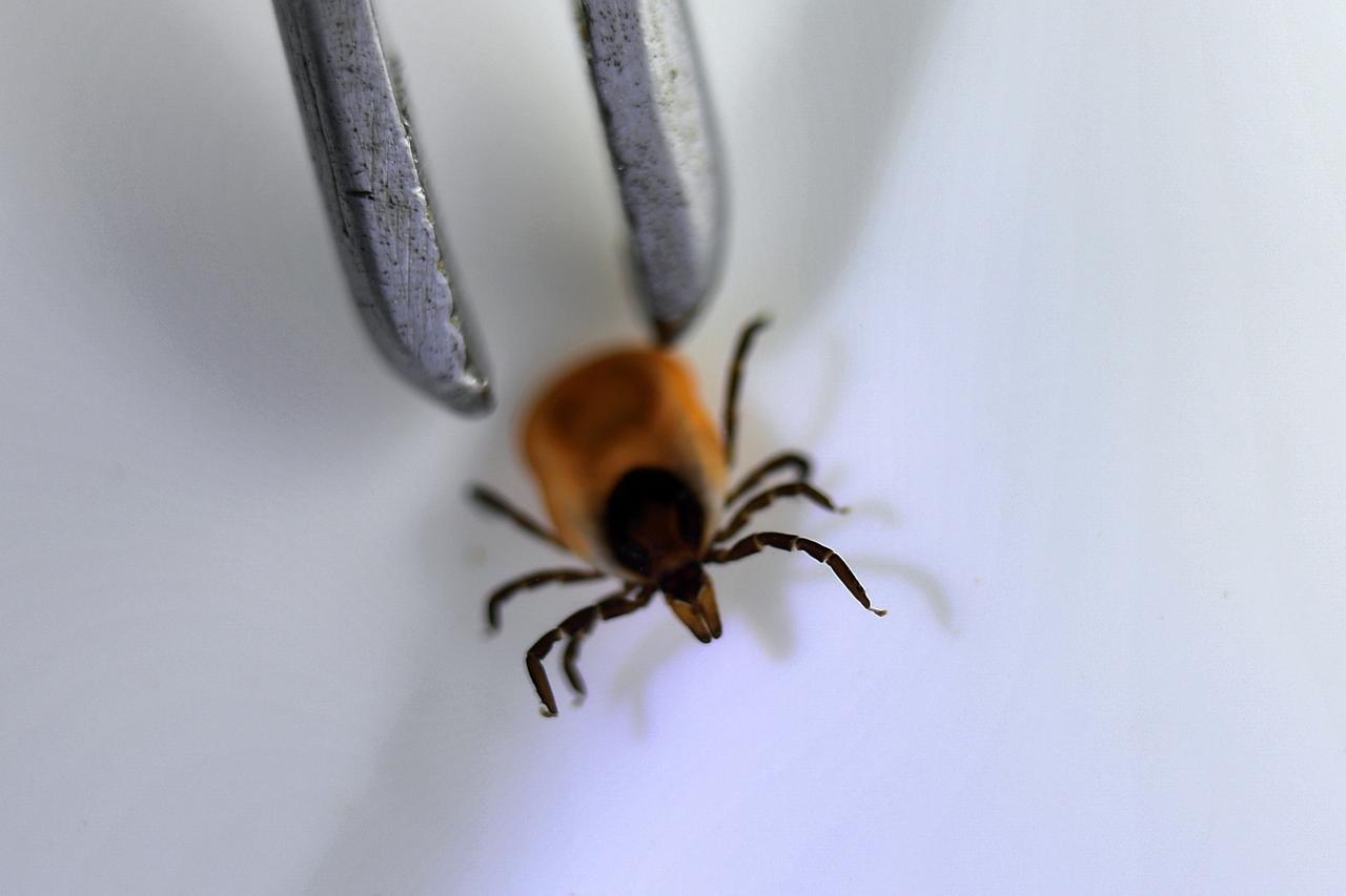 Москвича укусил привезенный на одежде из отпуска клещ