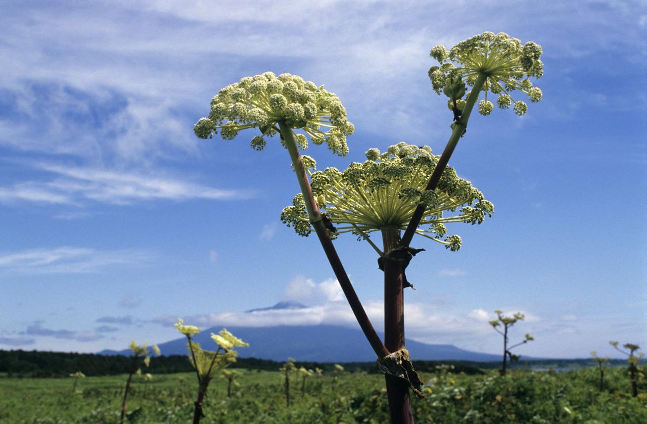 Врач привела порядок действий при ожоге борщевиком