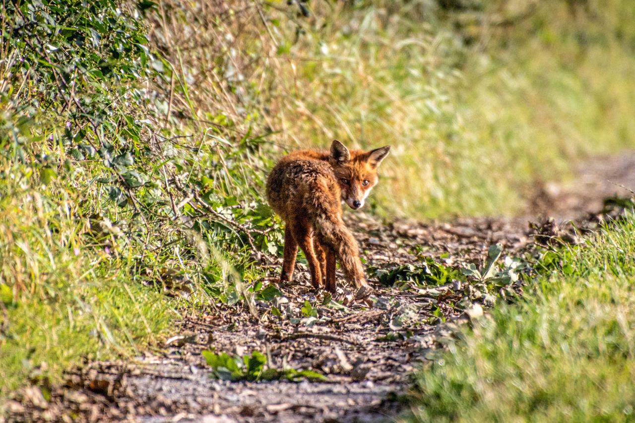 Москвичам перечислили правила при встрече с дикими лисами и кабанами