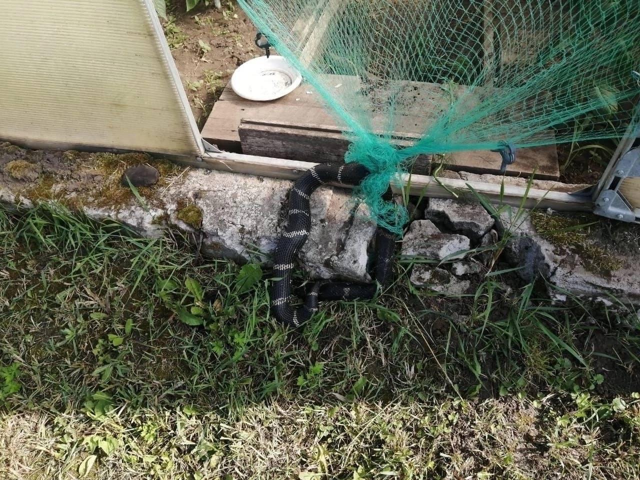 Гадюка заползла под жилой дом в Подмосковье