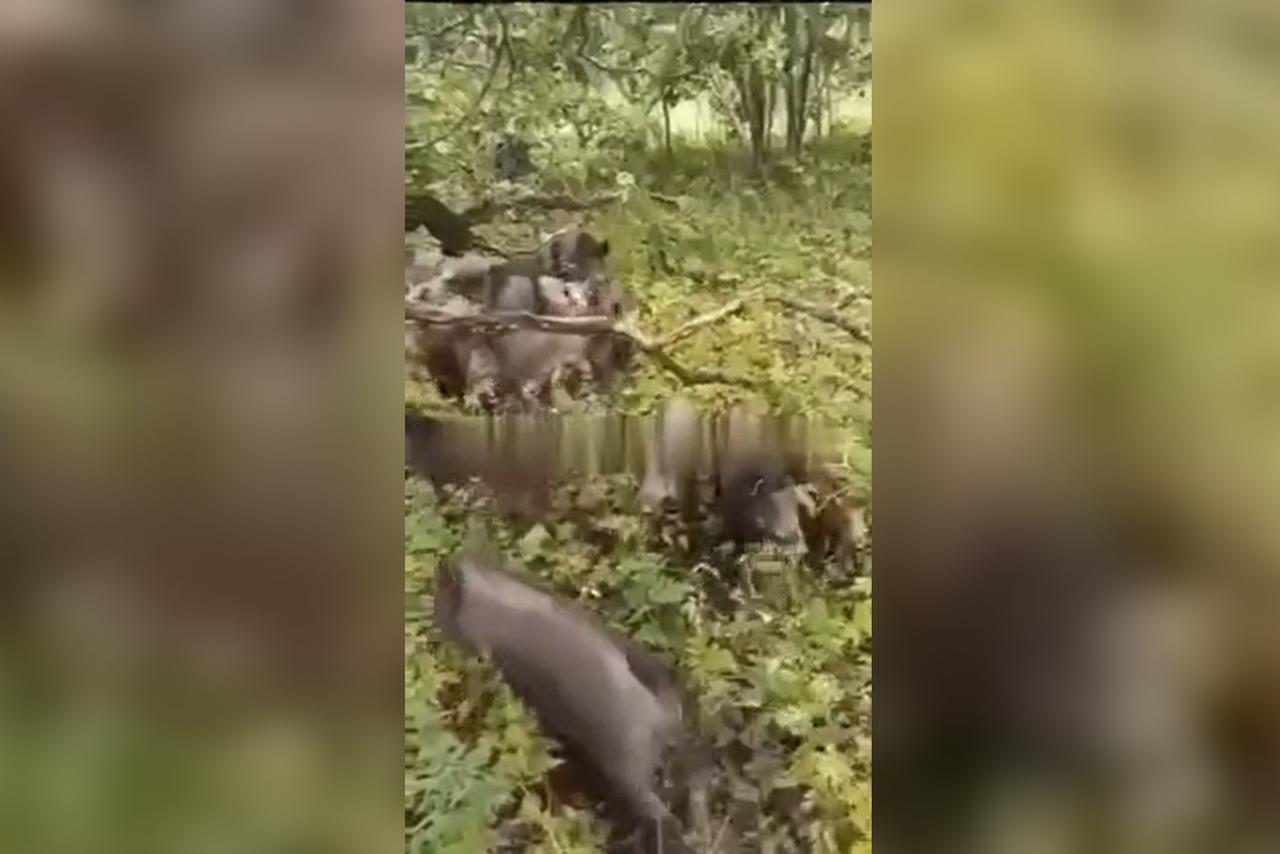 В Подмосковье стая кабанов загнала грибников на дерево и попала на видео