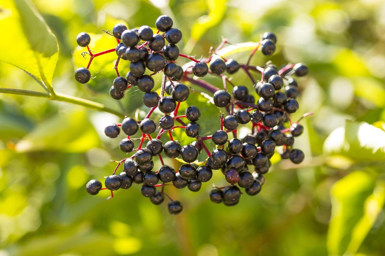 В Москве подросток съел ягоды бузины и попал в больницу