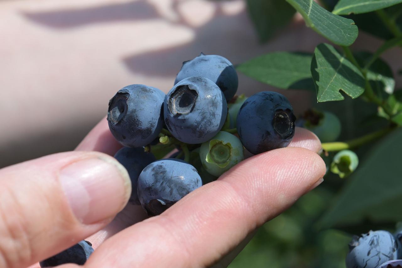 Эксперт назвала топ-10 богатых черникой мест в Подмосковье