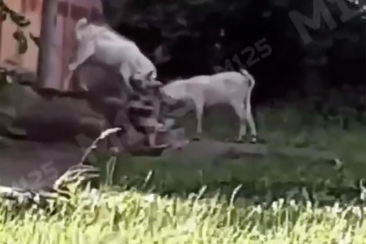 Битва бутовских козлов попала на видео