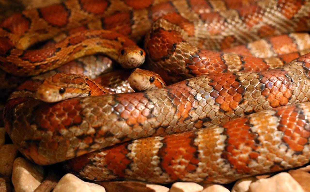 Москвичи обнаружили у себя на кухне метровую змею оранжевого цвета