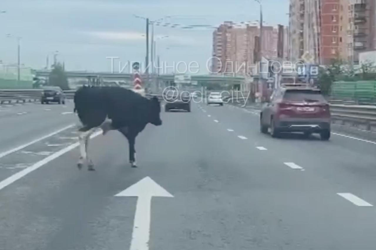 Пробежавший по Можайскому шоссе бык попал на видео в Подмосковье