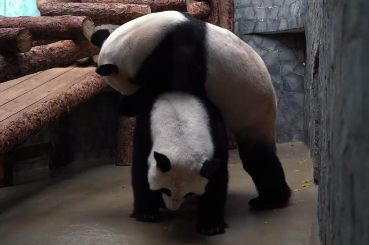 Брачные игры молодых панд в Московском зоопарке попали на видео