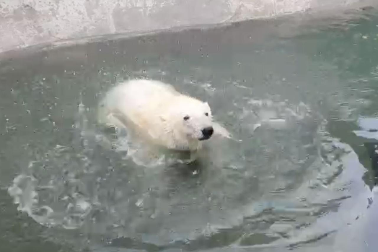 Стало известно о влиянии водных процедур на здоровье медведя Диксона