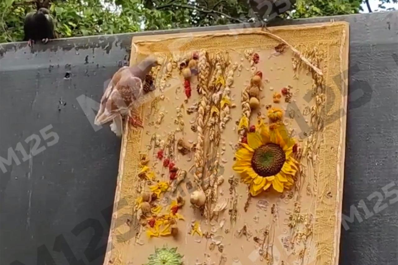 Необычный способ кормления голубей в Москве попал на видео