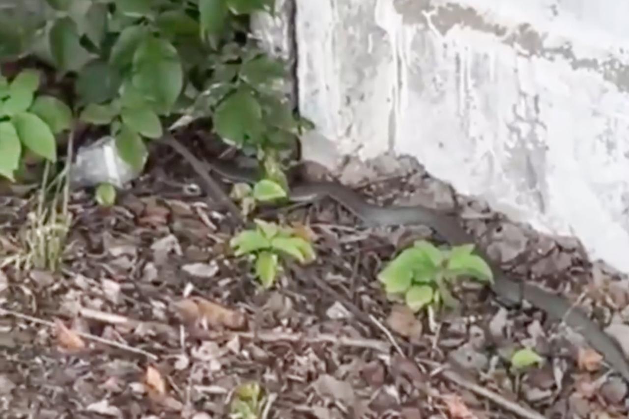 Змея около школы в Москве попала на видео