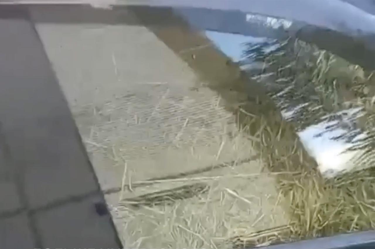 Сноп сена в салоне иномарки рассмешил москвичей