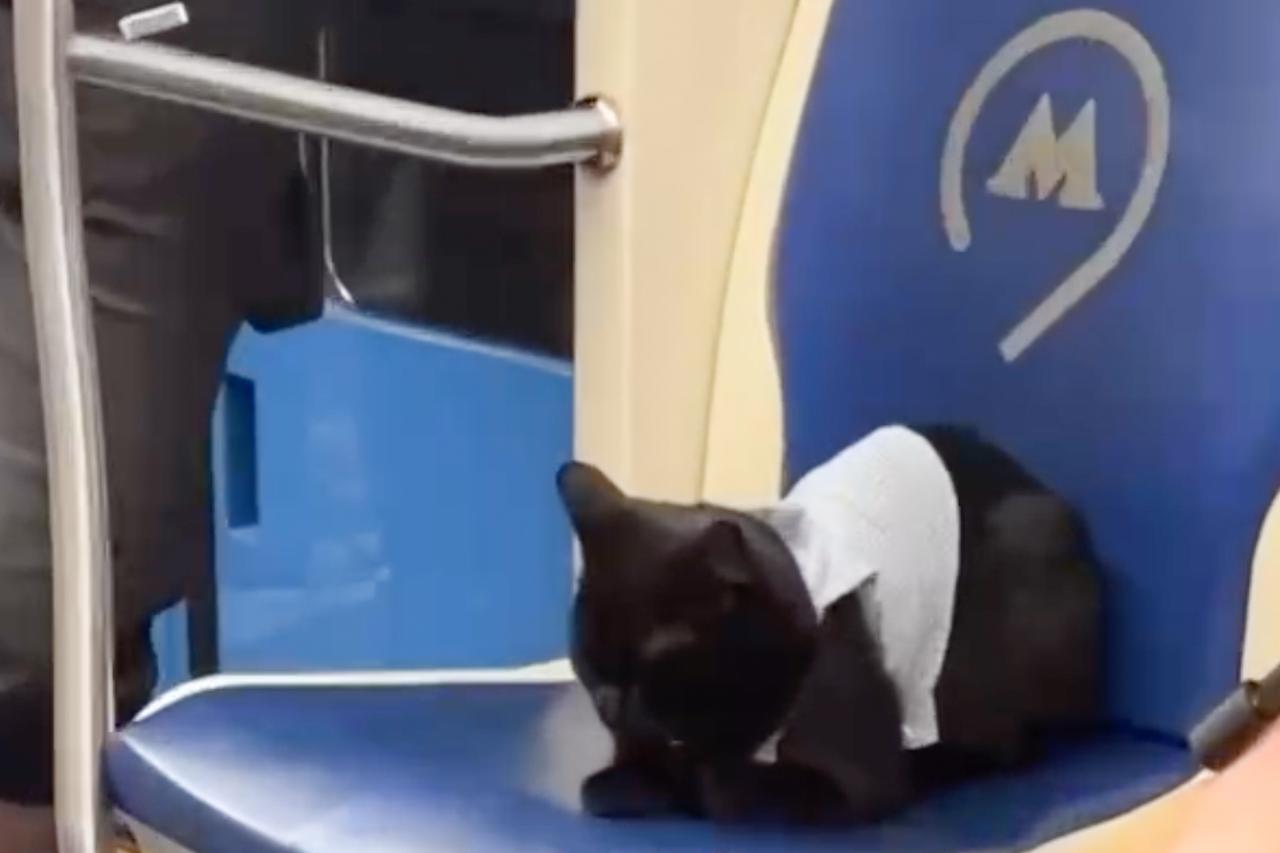 Пушистый пассажир столичного метро рассмешил пользователей сети