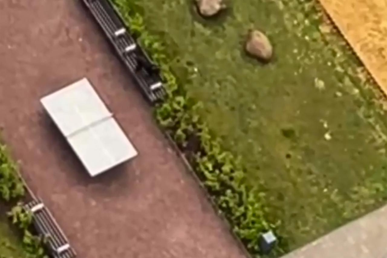 Москвич придумал способ выгула собаки под дождем и возмутил пользователей сети