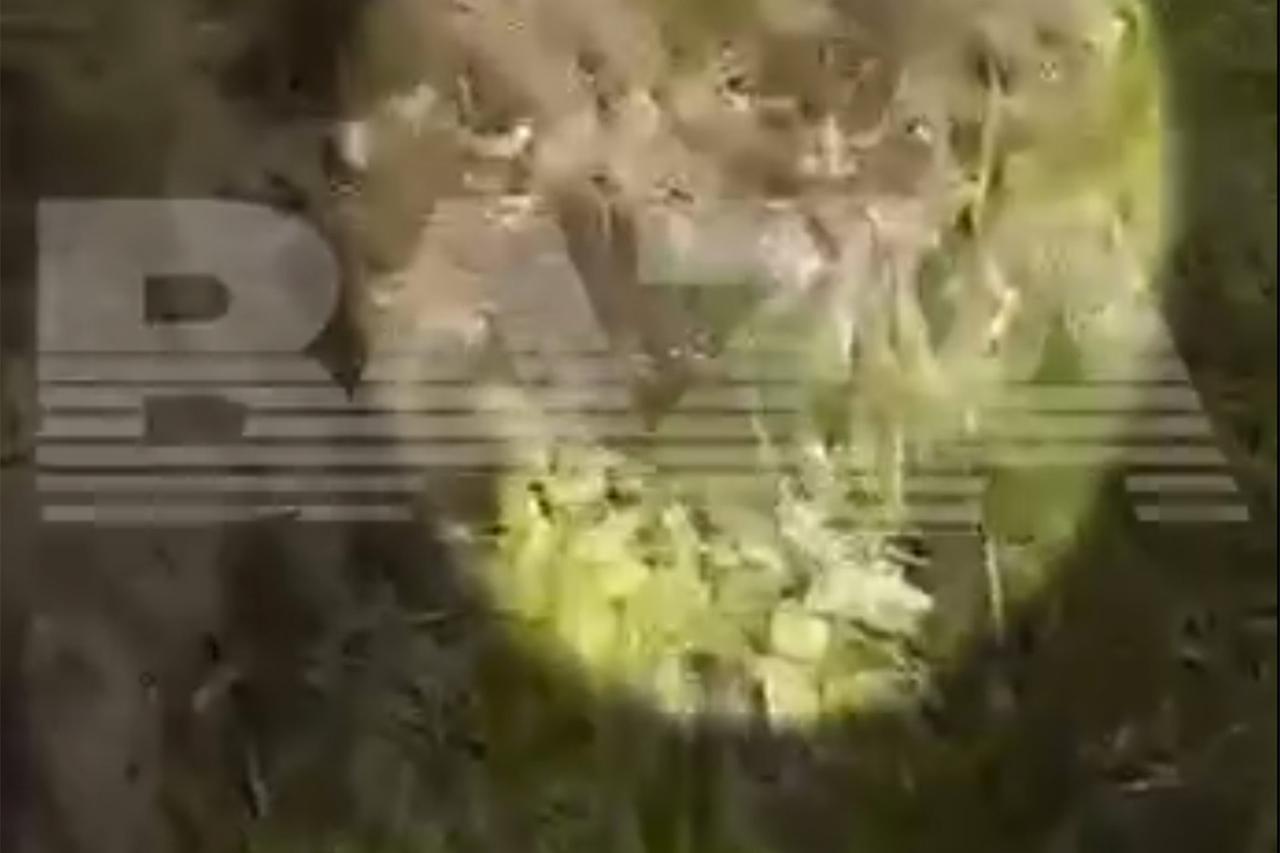 Змея заползла на территорию детского сада в Москве и попала на видео