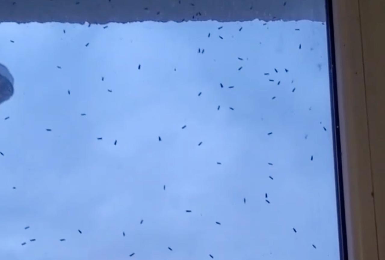 Нашествие тополиной моли в Подмосковье попало на видео