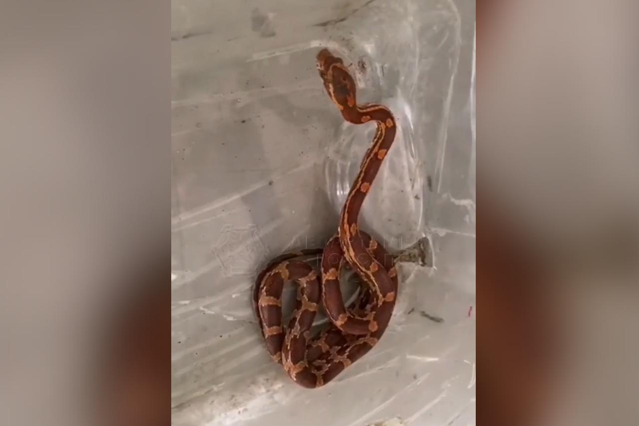Москвичи встретили питона по дороге в магазин