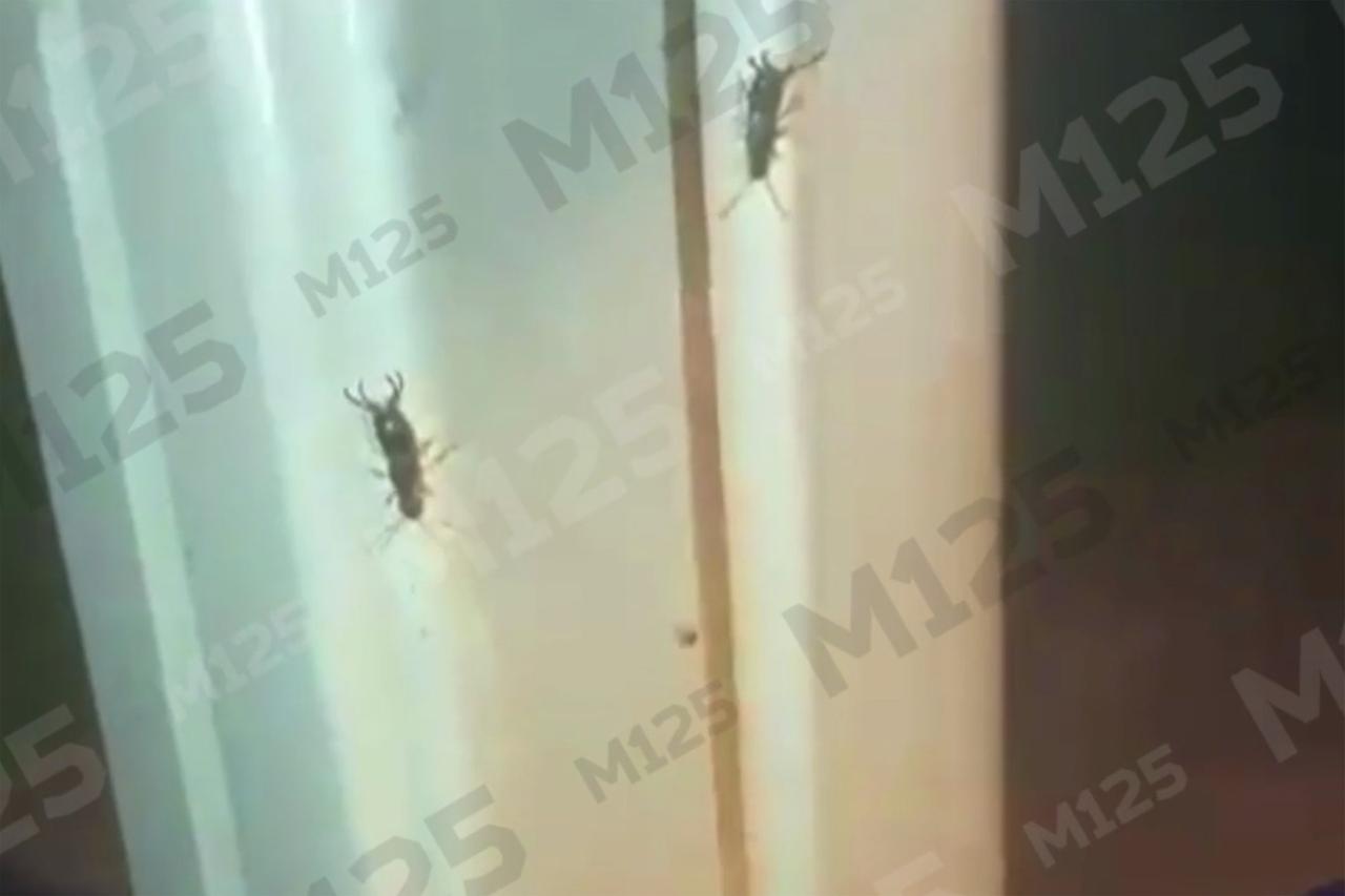 Нашествие насекомых на детскую площадку в Москве попало на видео