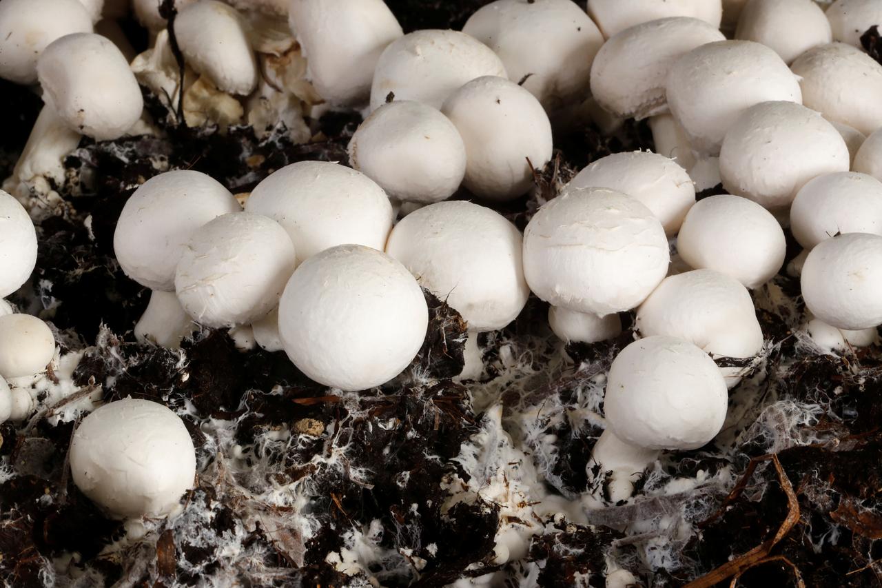 После тропических ливней в московских дворах заметили грибы