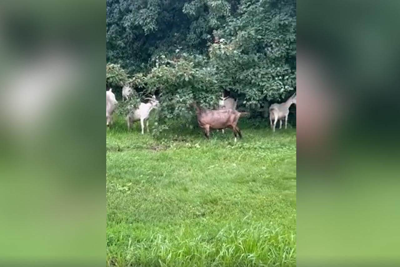 Козы вышли к станции московского метро и попали на видео
