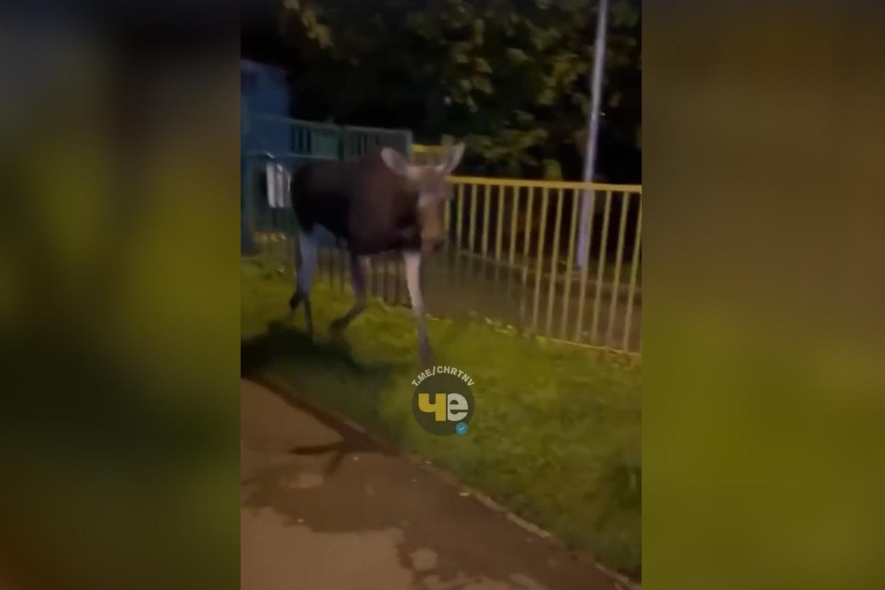 Лось вышел к торговому центру в Москве и попал на видео